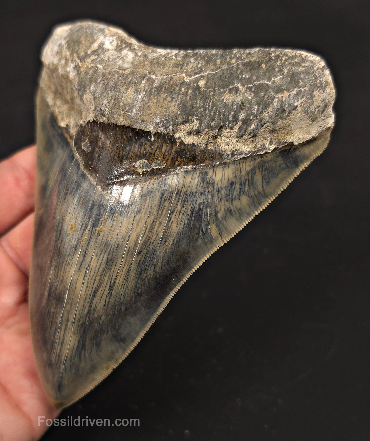 5.19" Sharply Serrated Fossil Megalodon Tooth - Java, Indonesia
