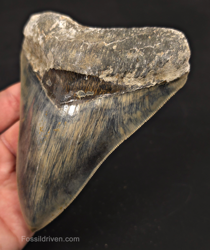 5.19" Sharply Serrated Fossil Megalodon Tooth - Java, Indonesia