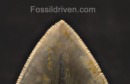 5.19" Sharply Serrated Fossil Megalodon Tooth - Java, Indonesia
