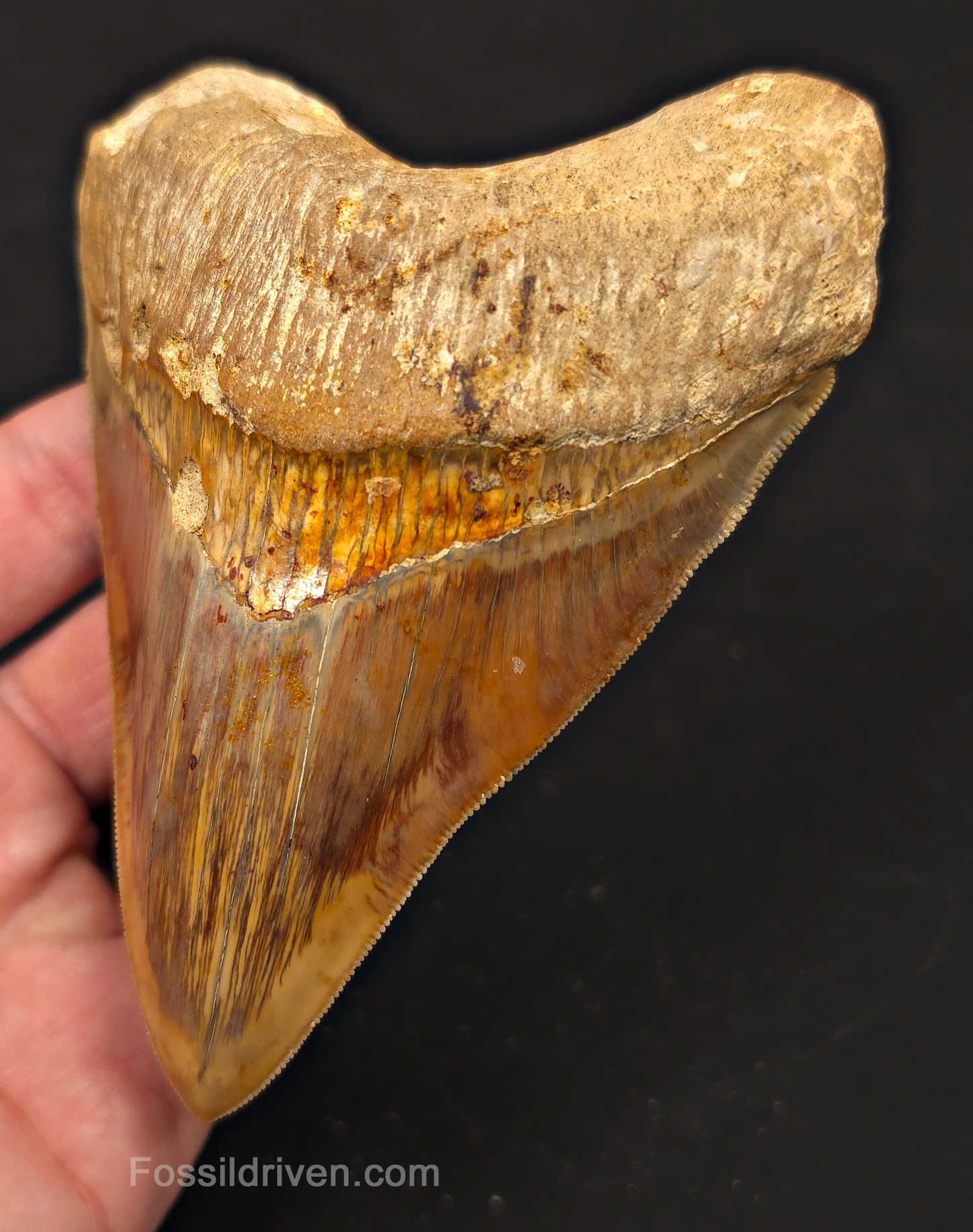 4.69" Colorful Fossil Megalodon Tooth - Java, Indonesia