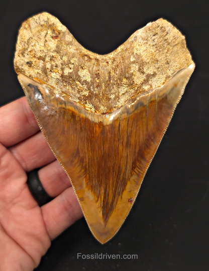 4.69" Colorful Fossil Megalodon Tooth - Java, Indonesia