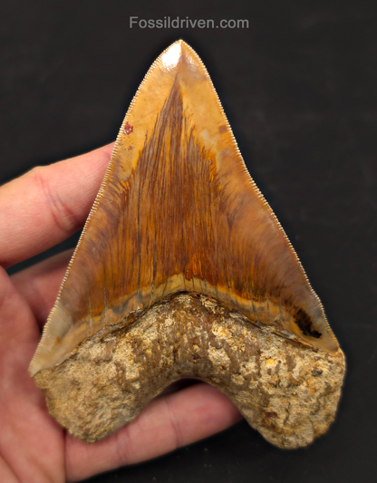 4.69" Colorful Fossil Megalodon Tooth - Java, Indonesia