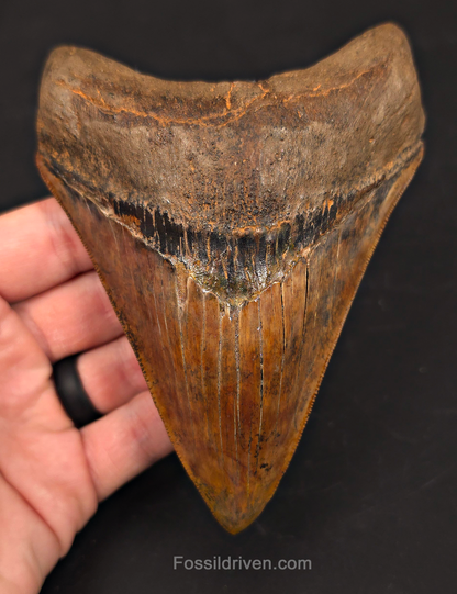 5.45" Restored Fossil Megalodon Tooth - Meherrin River, Virginia/North Carolina