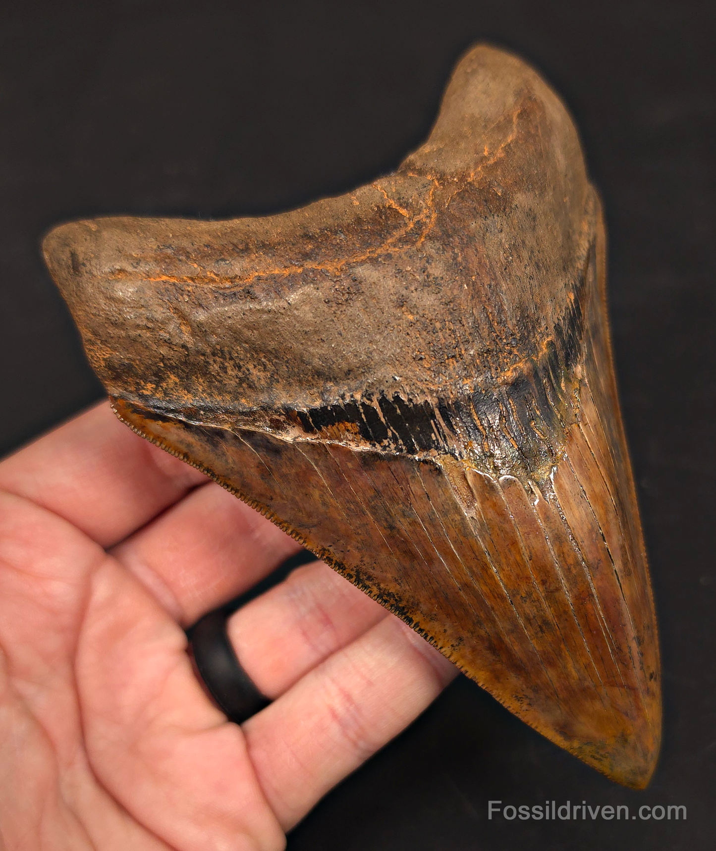 5.45" Restored Fossil Megalodon Tooth - Meherrin River, Virginia/North Carolina