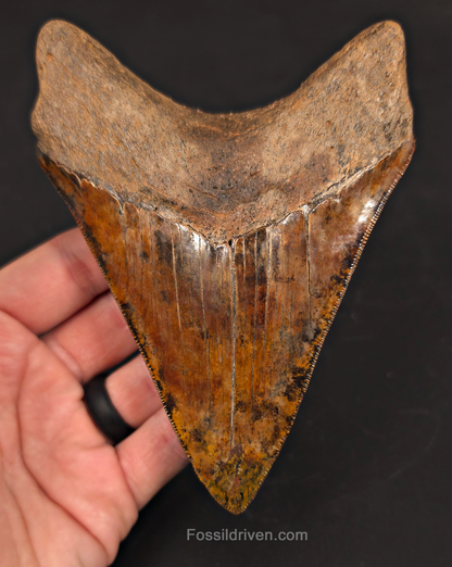 5.45" Restored Fossil Megalodon Tooth - Meherrin River, Virginia/North Carolina