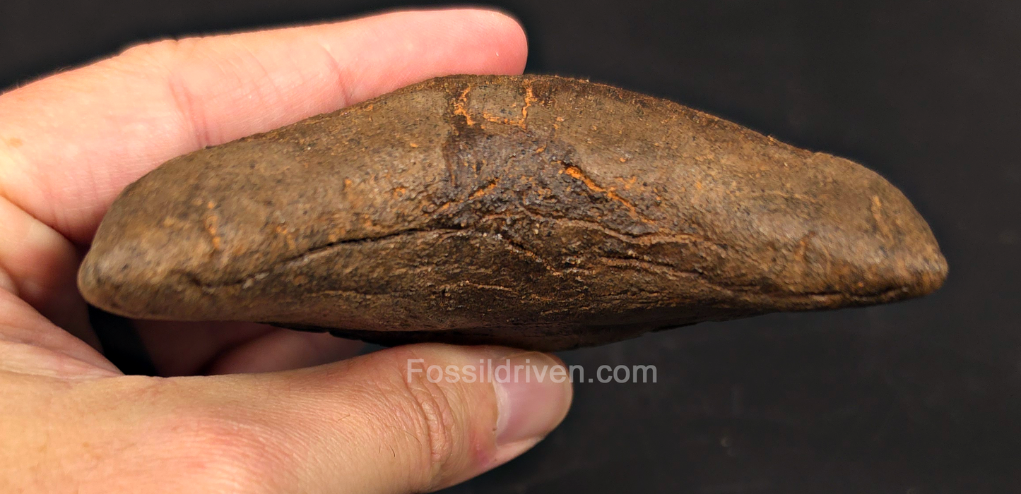 5.45" Restored Fossil Megalodon Tooth - Meherrin River, Virginia/North Carolina