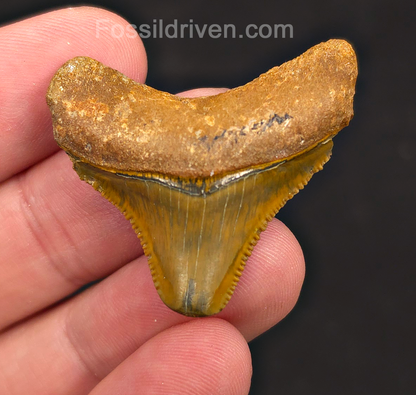 1.52" Green Fossil Megalodon Tooth - Bone Valley, Florida | Fossil Driven