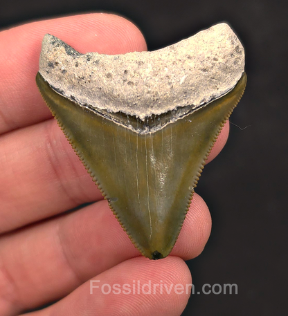 1.67" Green Fossil Megalodon Tooth - Bone Valley, Florida | Fossil Driven