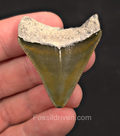 1.67" Green Fossil Megalodon Tooth - Bone Valley, Florida | Fossil Driven
