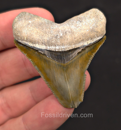 2.06" Green Fossil Megalodon Tooth - Bone Valley, Florida | Fossil Driven