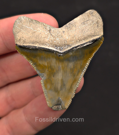 2.06" Green Fossil Megalodon Tooth - Bone Valley, Florida | Fossil Driven
