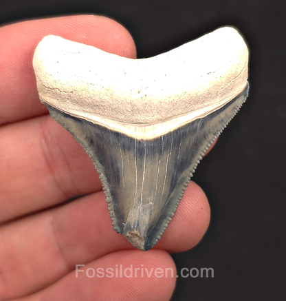 1.69" Blue Fossil Megalodon Tooth - Bone Valley, Florida | Fossil Driven
