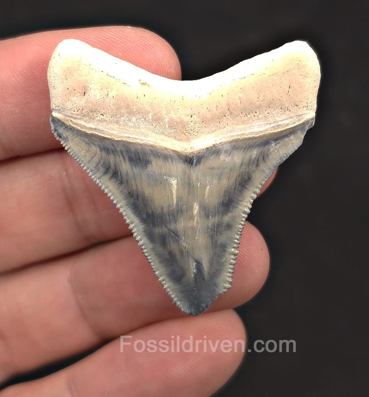1.69" Blue Fossil Megalodon Tooth - Bone Valley, Florida | Fossil Driven