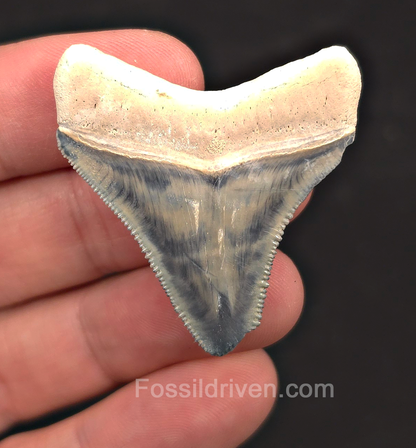 1.69" Blue Fossil Megalodon Tooth - Bone Valley, Florida | Fossil Driven