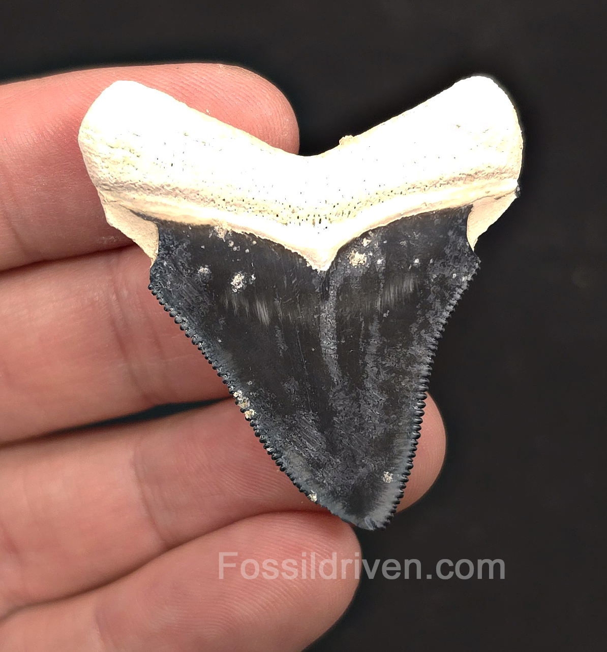 1.90" Blue Fossil Megalodon Tooth - Bone Valley, Florida | Fossil Driven