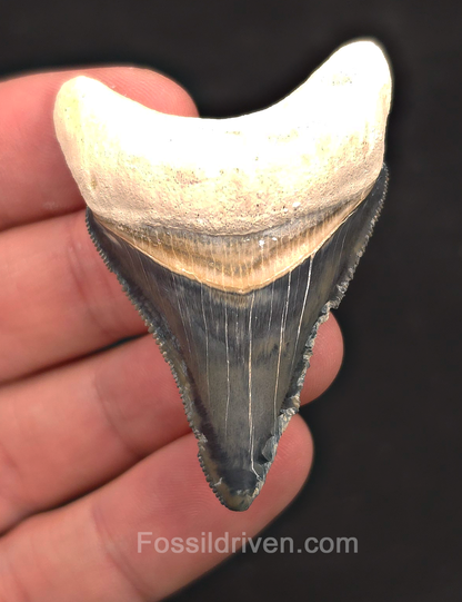 2.24" Blue Fossil Megalodon Tooth - Bone Valley, Florida | Fossil Driven