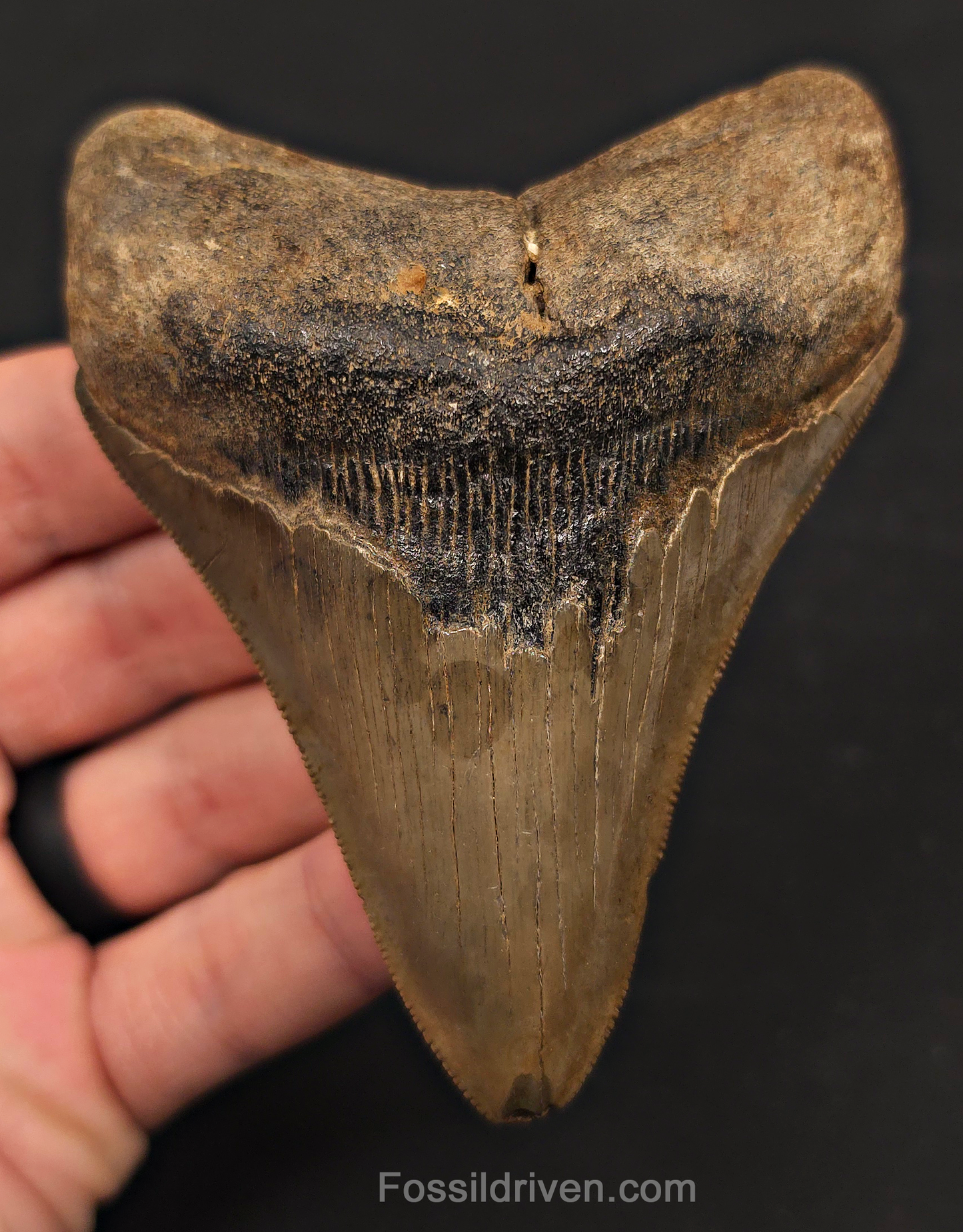 3.91" Fossil Megalodon Tooth - St. Mary's River | Fossil Driven