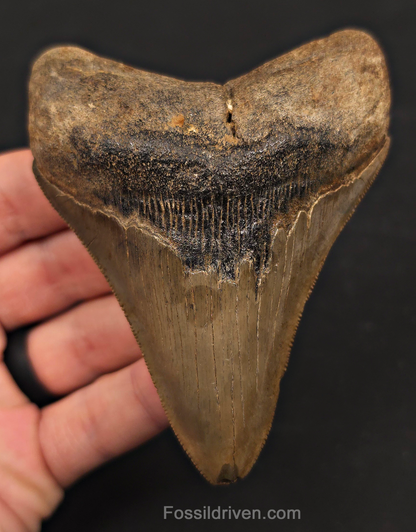 3.91" Fossil Megalodon Tooth - St. Mary's River | Fossil Driven