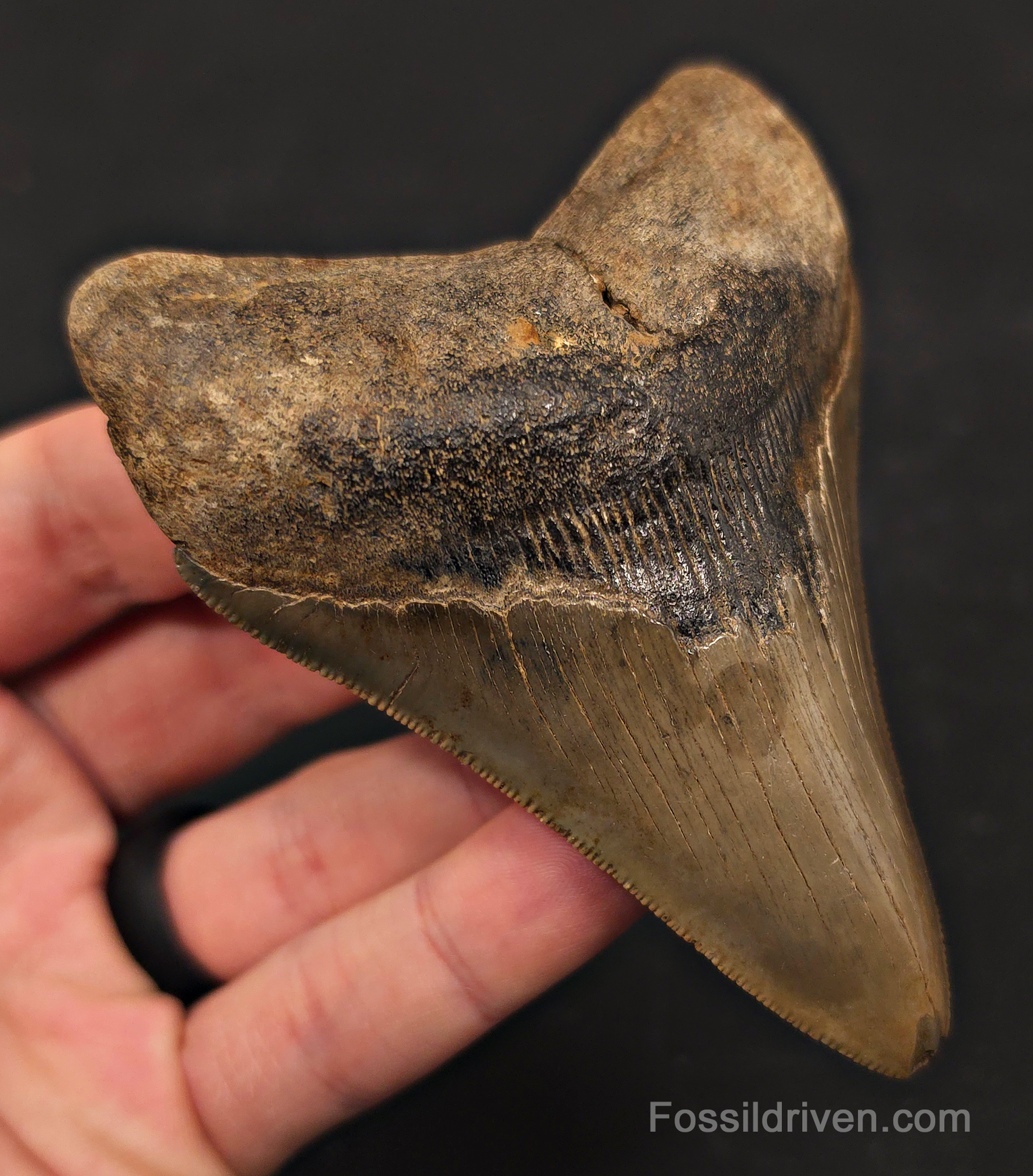 3.91" Fossil Megalodon Tooth - St. Mary's River | Fossil Driven
