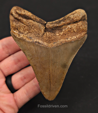 3.91" Fossil Megalodon Tooth - St. Mary's River | Fossil Driven
