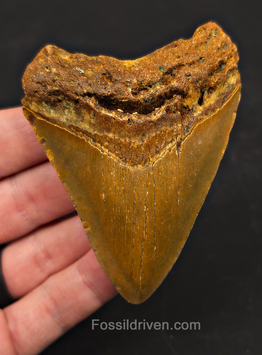 3.41" Fossil Megalodon Tooth – North Carolina | Fossil Driven