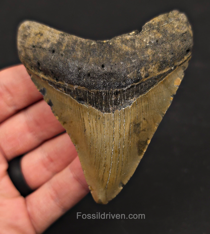 3.56" Fossil Megalodon Tooth – North Carolina | Fossil Driven