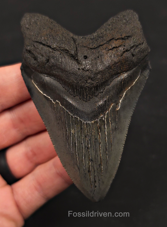 3.67" Fossil Megalodon Tooth - Charleston, South Carolina | Fossil Driven