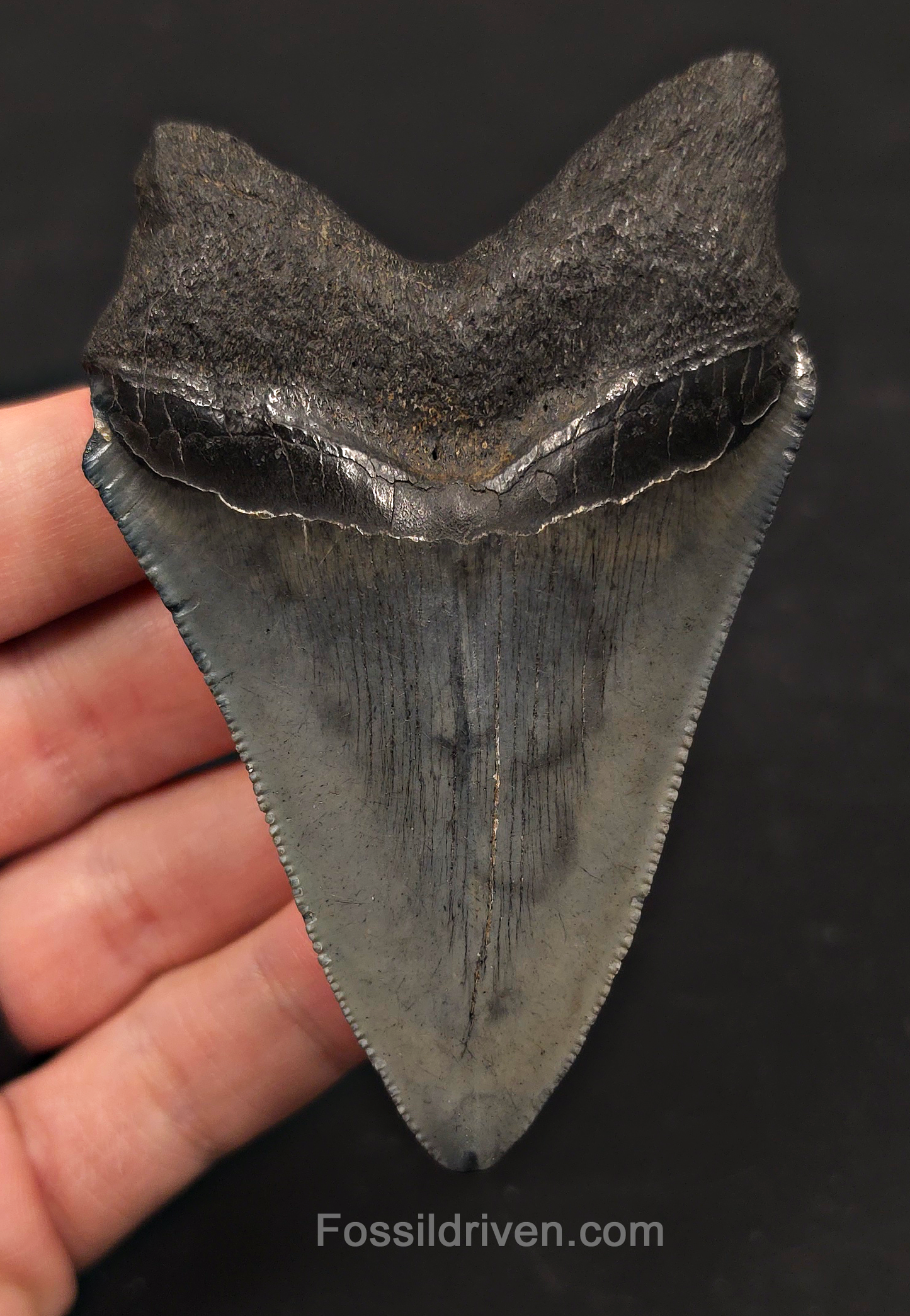 3.67" Fossil Megalodon Tooth - Charleston, South Carolina | Fossil Driven