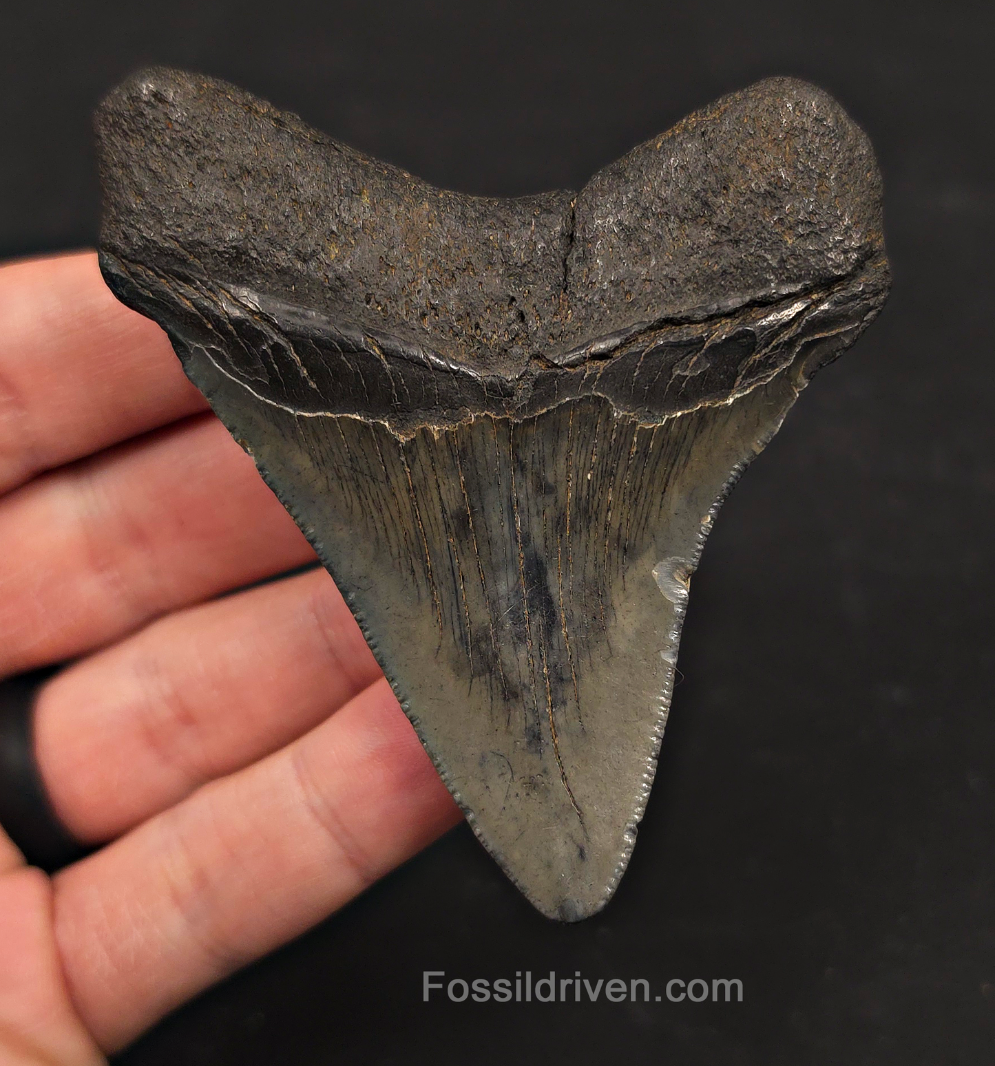 3.28" Fossil Megalodon Tooth - Charleston, South Carolina | Fossil Driven