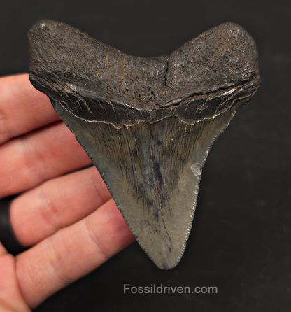 3.28" Fossil Megalodon Tooth - Charleston, South Carolina | Fossil Driven