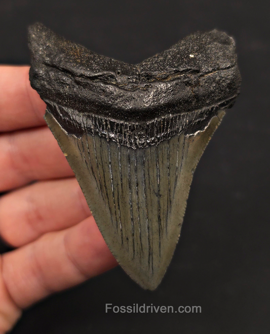 3.11" Fossil Megalodon Tooth - Charleston, South Carolina | Fossil Driven