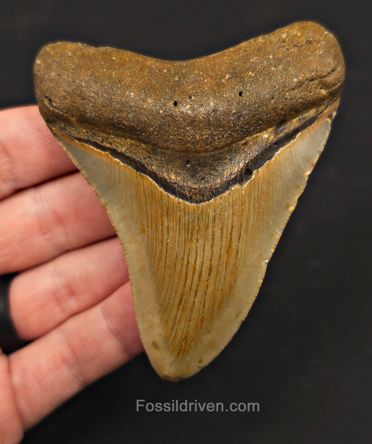 3.59" Fossil Megalodon Tooth – North Carolina | Fossil Driven