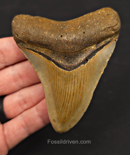 3.59" Fossil Megalodon Tooth – North Carolina | Fossil Driven