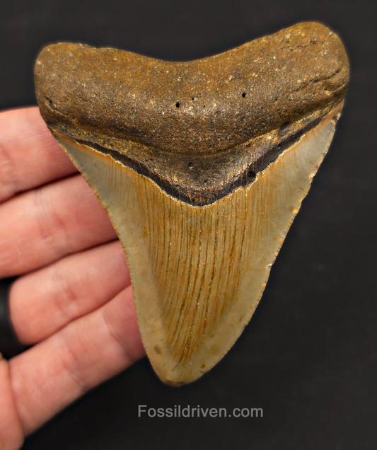 3.59" Fossil Megalodon Tooth – North Carolina | Fossil Driven