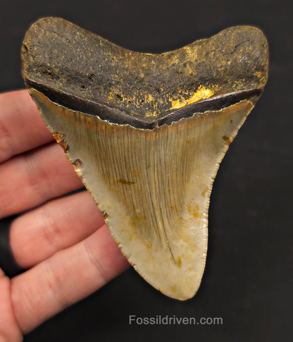 3.59" Fossil Megalodon Tooth – North Carolina | Fossil Driven