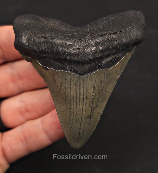 3.19" Fossil Megalodon Tooth - Charleston, South Carolina | Fossil Driven
