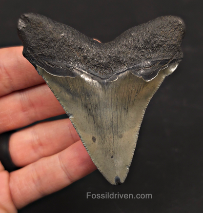 3.19" Fossil Megalodon Tooth - Charleston, South Carolina | Fossil Driven