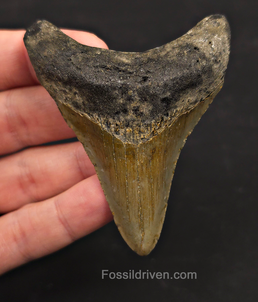 3.07" Fossil Megalodon Tooth – North Carolina | Fossil Driven
