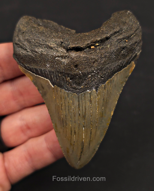 3.40" Fossil Megalodon Tooth – North Carolina | Fossil Driven