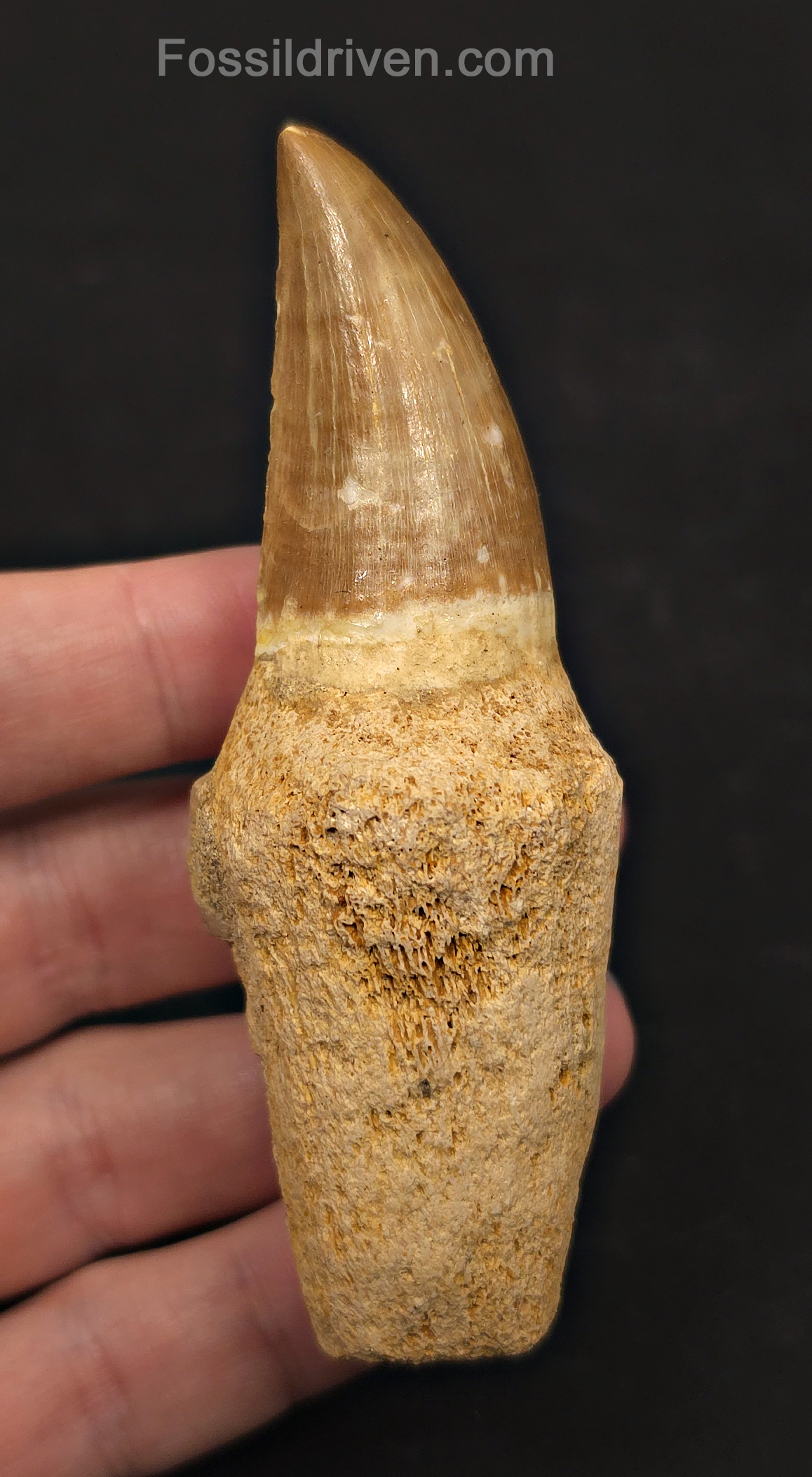 Rooted 3.78" Fossil Mosasaur Tooth - Morocco