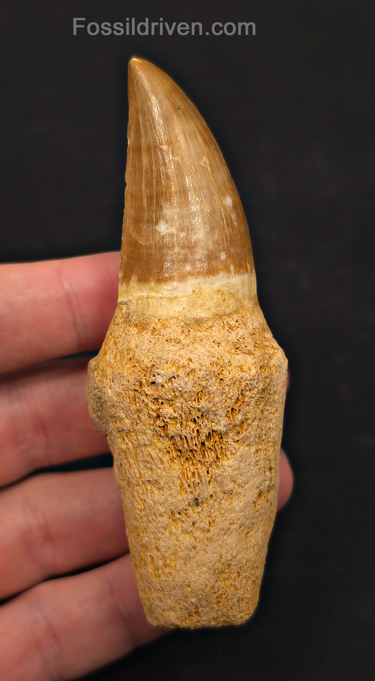 Rooted 3.78" Fossil Mosasaur Tooth - Morocco