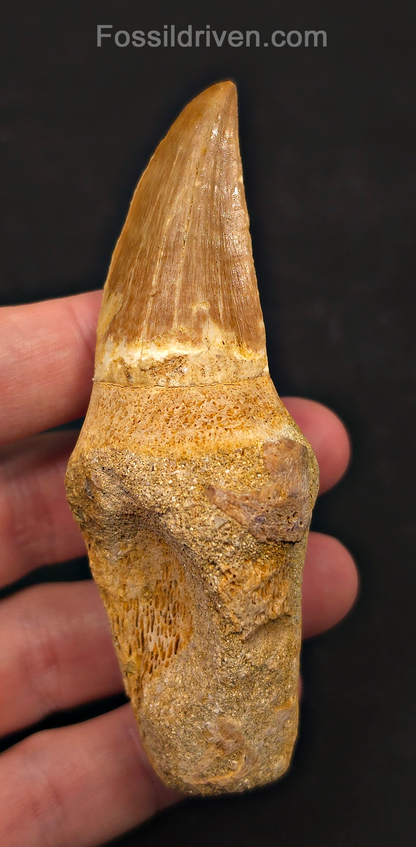 Rooted 3.78" Fossil Mosasaur Tooth - Morocco