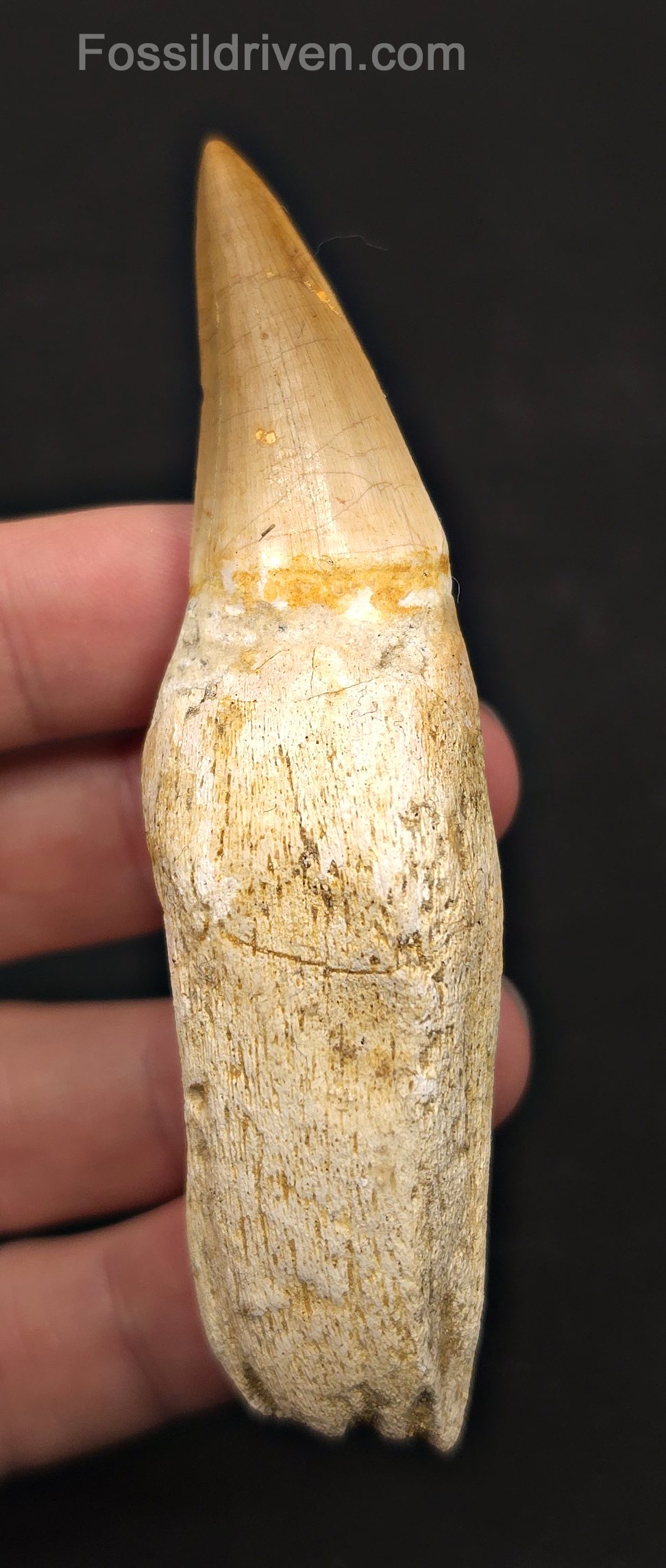 Rooted 3.87" Fossil Mosasaur Tooth - Morocco