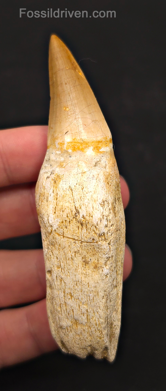 Rooted 3.87" Fossil Mosasaur Tooth - Morocco