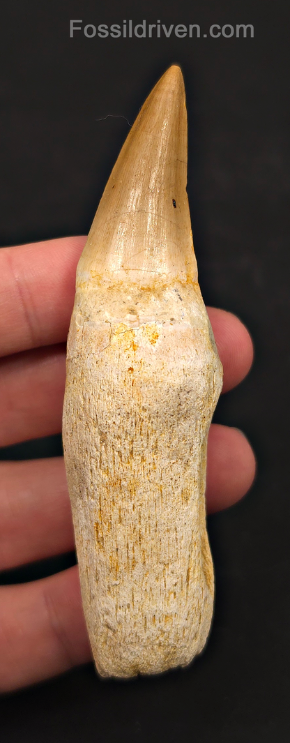 Rooted 3.87" Fossil Mosasaur Tooth - Morocco