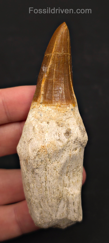 Rooted 3.82" Fossil Mosasaur Tooth - Morocco