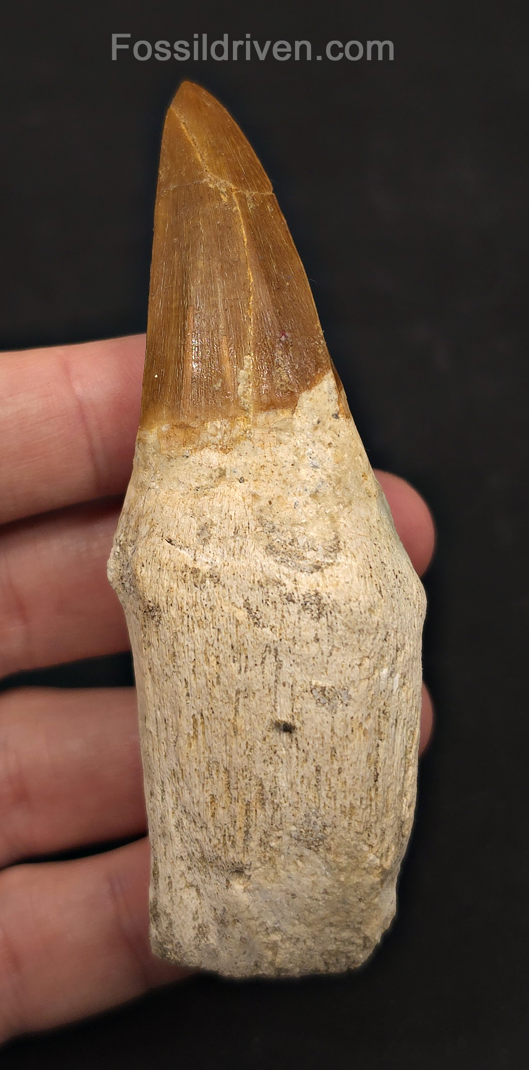 Rooted 3.82" Fossil Mosasaur Tooth - Morocco