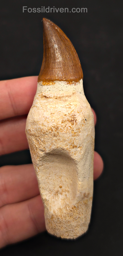 Rooted 3.70" Fossil Mosasaur Tooth - Morocco