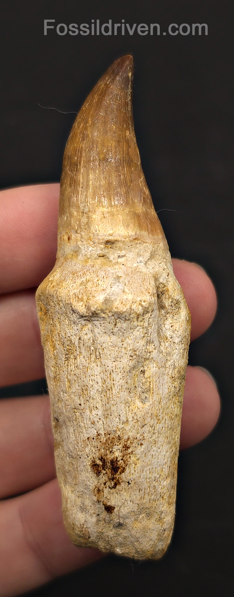 Rooted 3.22" Fossil Mosasaur Tooth - Morocco
