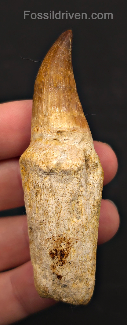 Rooted 3.22" Fossil Mosasaur Tooth - Morocco
